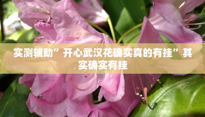 实测辅助”开心武汉花确实真的有挂”其实确实有挂