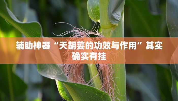 辅助神器“天胡荽的功效与作用”其实确实有挂