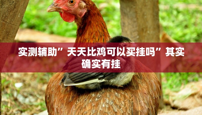 实测辅助”天天比鸡可以买挂吗”其实确实有挂